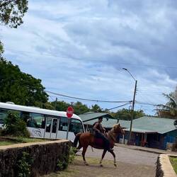 Auch Pferde sind im Straßenverkehr