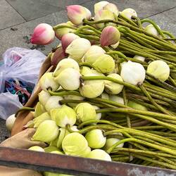 Lotusblüten als Opfergaben