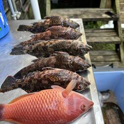 Pig fish and rock cod