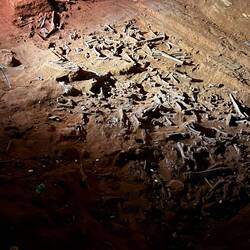 Fossilen die bis zu 230 Mio. Jahre alt sind