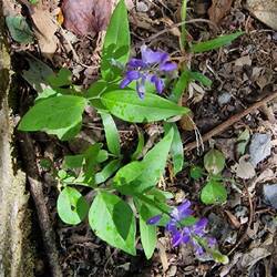 Prunella Grandiflora