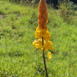 Senna alata