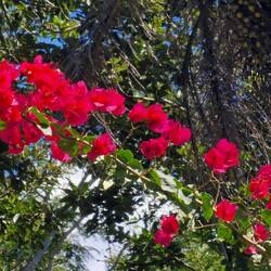 Bougainvillea