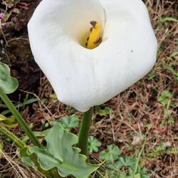 Calla