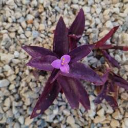 Dreimasterblume