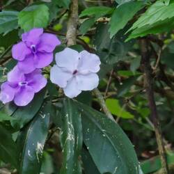 Brunfelsia