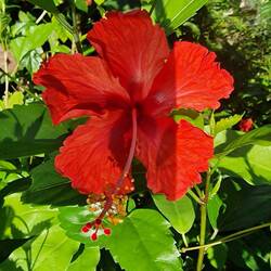 Hibiscus