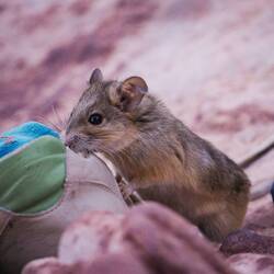 Is this cheese? 🐭