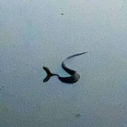 Eine Wassermokassinotter (Cottonmouth)