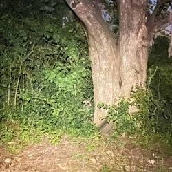 Ein Wachbär beobachtet uns