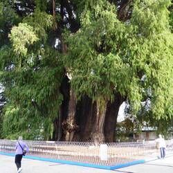 The Tule Tree