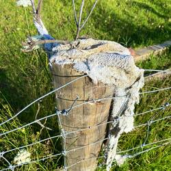 Die menschliche Natur...