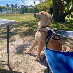 Besuch am Lake Leake 🏞️🐕