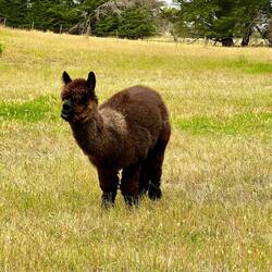 Komisches Känguru 😅