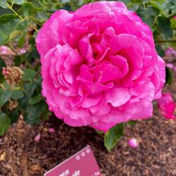 Queen Adelaide Rose 🌹