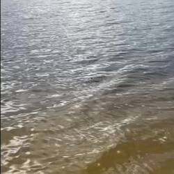 Save the turtles 🐢