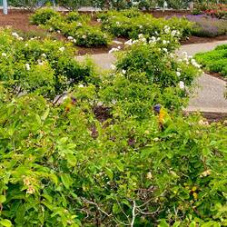 Bunte Vögel im Rosengarten 🦜🌹