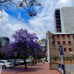 Jacaranda Baum 😍😍