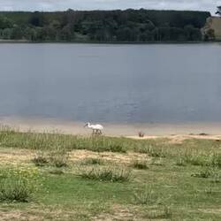 Königslöffler an Stress machen 🥊