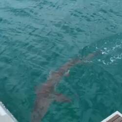 The other finned friends