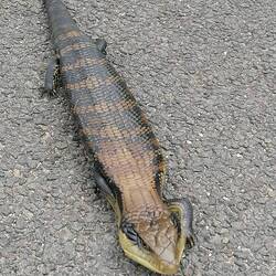 eine Blauzungenechse