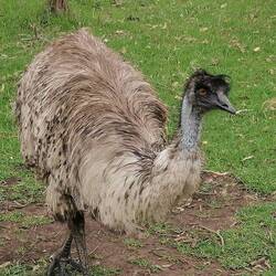 klar, ein Emu