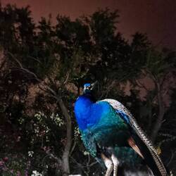 Pfau bei Nacht