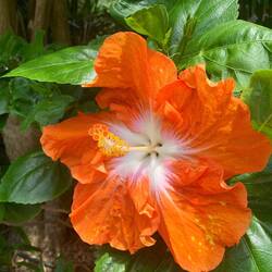 Bloom where you are planted