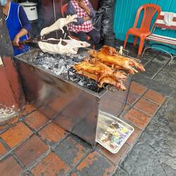 Berühmtes Cuy (Meerschweinchen) am Spiess, nur angeschaut nicht probiert.