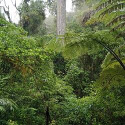 the biggest Kahikatea tree...