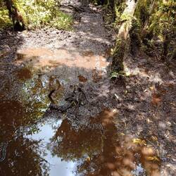 wooden pathway into a mud puddle, must have been different in the beginning ^^