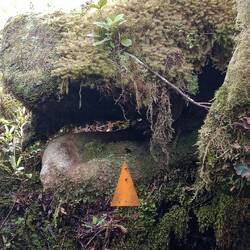 an ancient snake or basilisk?