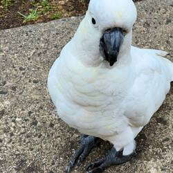 Ein neuer Freund dank einer Hand voll Nüssen