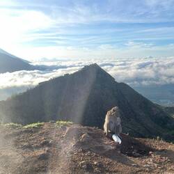 Monkeys on the crater