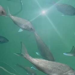 Found the legal snapper!