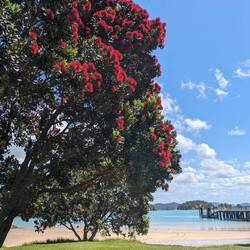 Pohutukawa on Urupukapuka