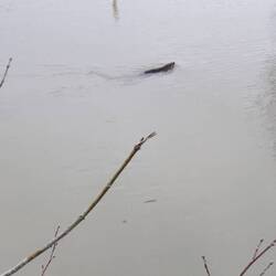 Der Schwan hat alles beobachtet, der Eisvogel auch🐦