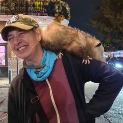 Ein Opossum sagt Hallo