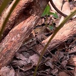 Die Schlange vor unserer Haustür