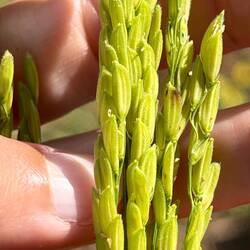 So mühsam herzustellen. Seitdem esse ich auf, wo immer es geht.