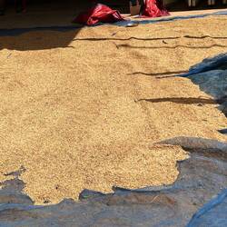 Reis zum Trocknen ausgelegt