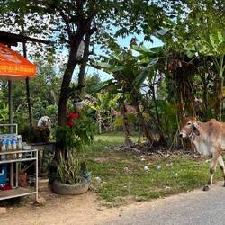 Tyical: cow with Ganzberg Beer advertisement