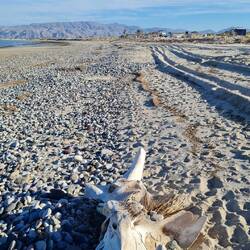 Walwirbelkörper, 1,50m von einem Querfortsatz zum anderen