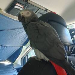 Gilligan Explores