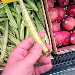 Okra