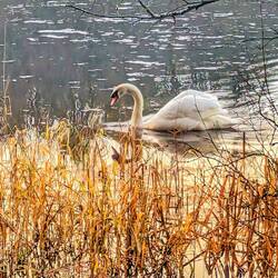 Priestfield Lake