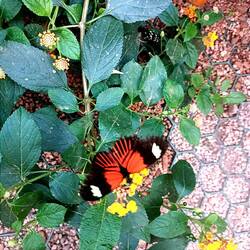 Jardin des papillons