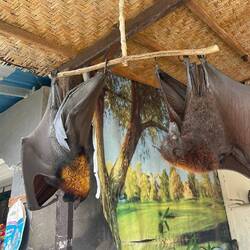 Flying fox