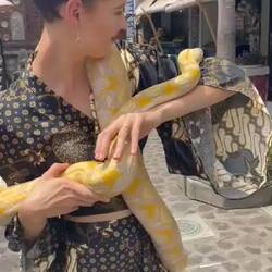 Holding white python