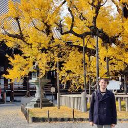 Ginkgo en een mafketel